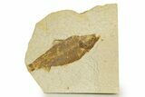 Bargain, Detailed Fossil Fish (Knightia) - Wyoming #340820-1